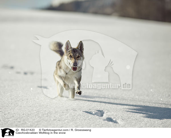 Tschechoslowakischer Wolfshund im Schnee / Czechoslovakian Wolfdog in the snow / RG-01420