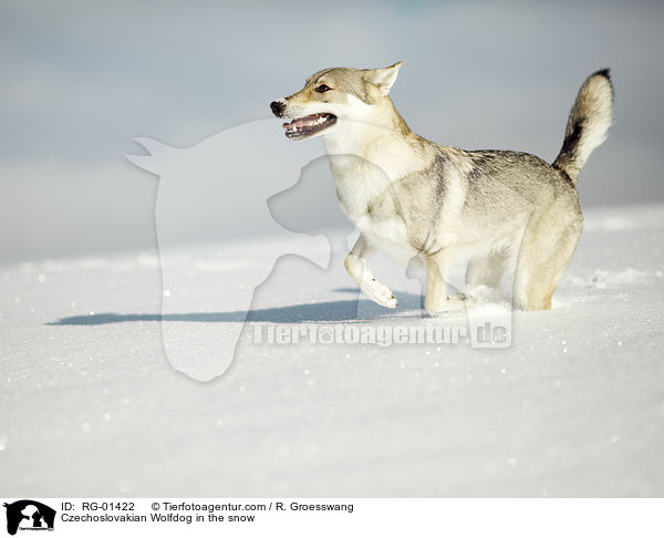 Tschechoslowakischer Wolfshund im Schnee / Czechoslovakian Wolfdog in the snow / RG-01422