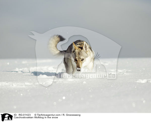 Czechoslovakian Wolfdog in the snow / RG-01423