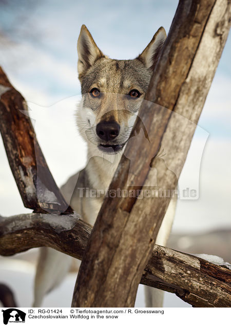 Czechoslovakian Wolfdog in the snow / RG-01424