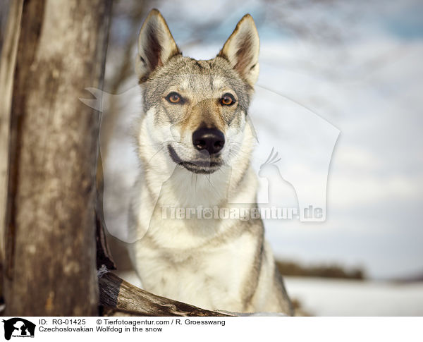 Tschechoslowakischer Wolfshund im Schnee / Czechoslovakian Wolfdog in the snow / RG-01425