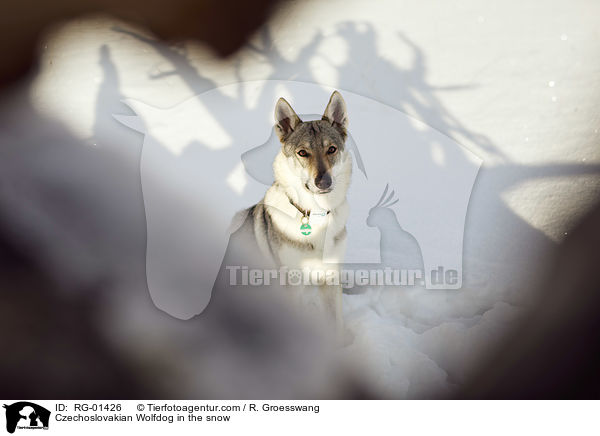 Czechoslovakian Wolfdog in the snow / RG-01426