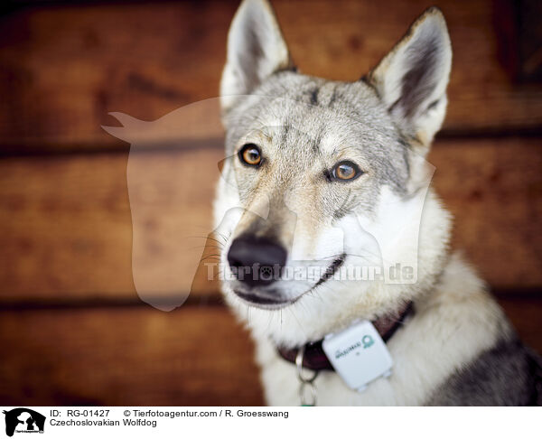 Tschechoslowakischer Wolfshund / Czechoslovakian Wolfdog / RG-01427
