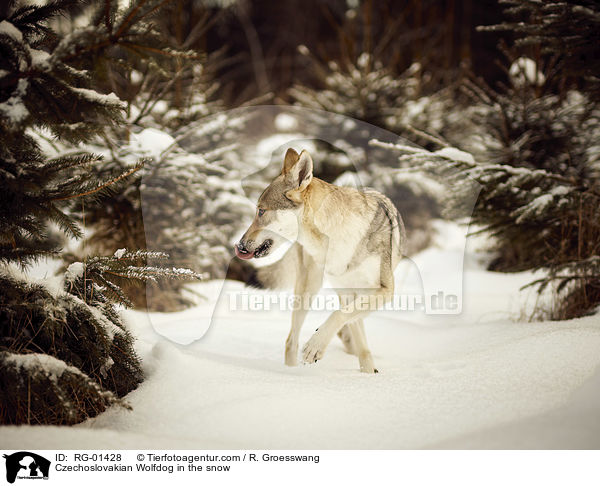 Tschechoslowakischer Wolfshund im Schnee / Czechoslovakian Wolfdog in the snow / RG-01428