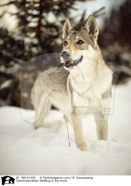 Czechoslovakian Wolfdog in the snow / RG-01429