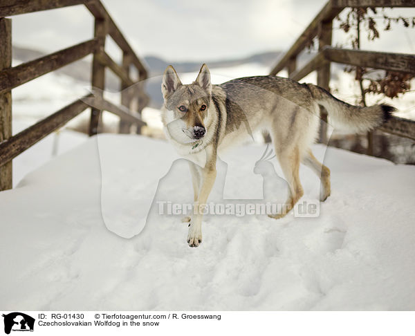 Tschechoslowakischer Wolfshund im Schnee / Czechoslovakian Wolfdog in the snow / RG-01430