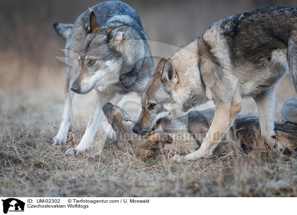 Czechoslovakian Wolfdogs / UM-02302
