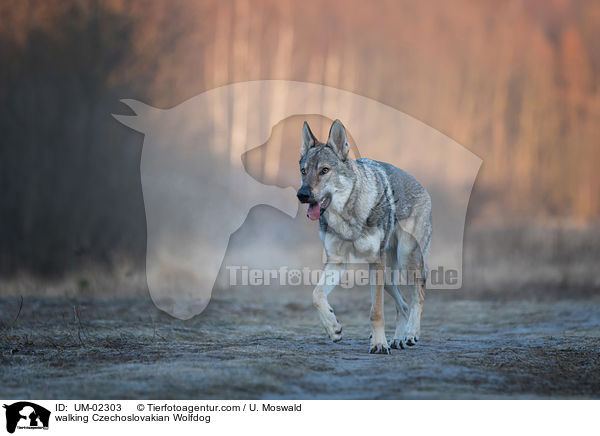 laufender Tschechoslowakischer Wolfhund / walking Czechoslovakian Wolfdog / UM-02303