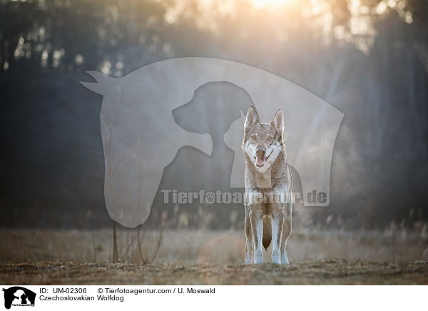 Czechoslovakian Wolfdog / UM-02306