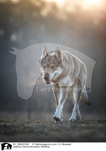 laufender Tschechoslowakischer Wolfhund / walking Czechoslovakian Wolfdog / UM-02308