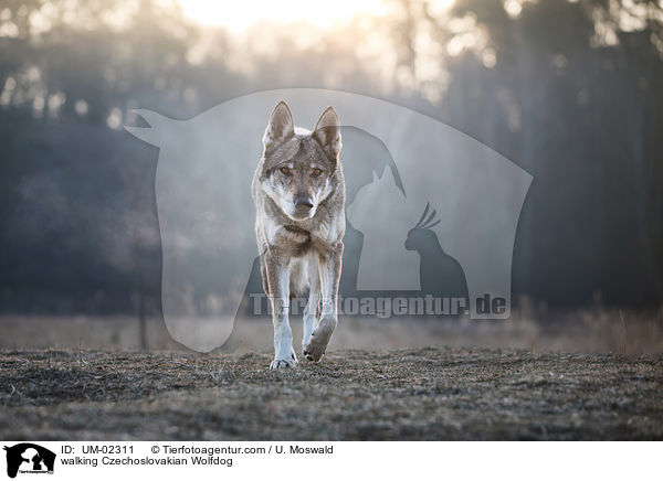 laufender Tschechoslowakischer Wolfhund / walking Czechoslovakian Wolfdog / UM-02311