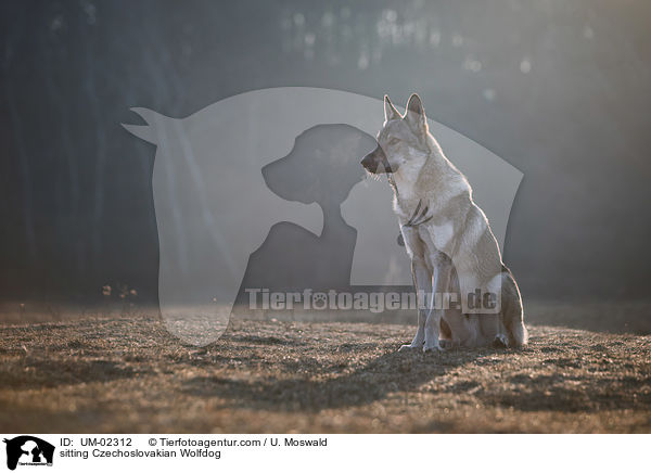 sitzender Tschechoslowakischer Wolfhund / sitting Czechoslovakian Wolfdog / UM-02312