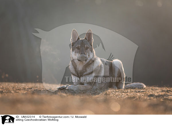 sitting Czechoslovakian Wolfdog / UM-02314