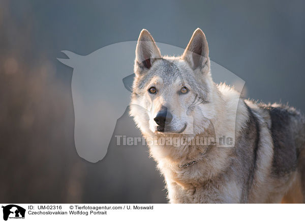 Czechoslovakian Wolfdog Portrait / UM-02316