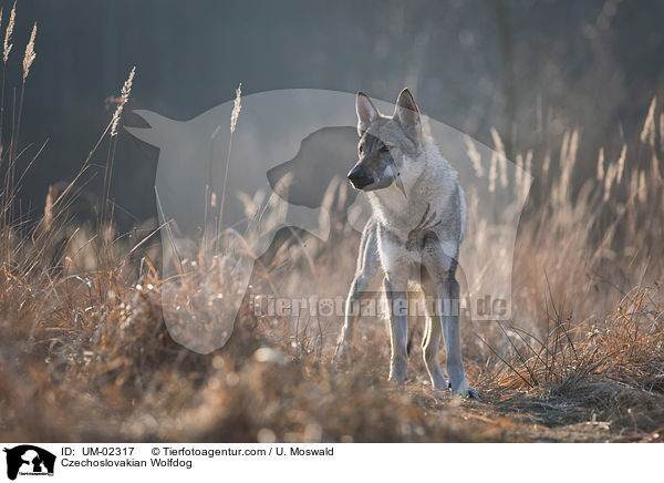 Tschechoslowakischer Wolfhund / Czechoslovakian Wolfdog / UM-02317
