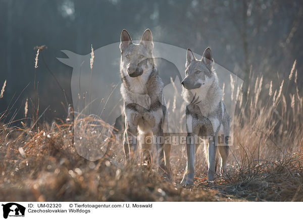 Tschechoslowakische Wolfhunde / Czechoslovakian Wolfdogs / UM-02320