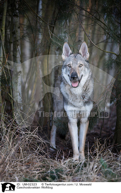 Tschechoslowakischer Wolfhund / Czechoslovakian Wolfdog / UM-02323