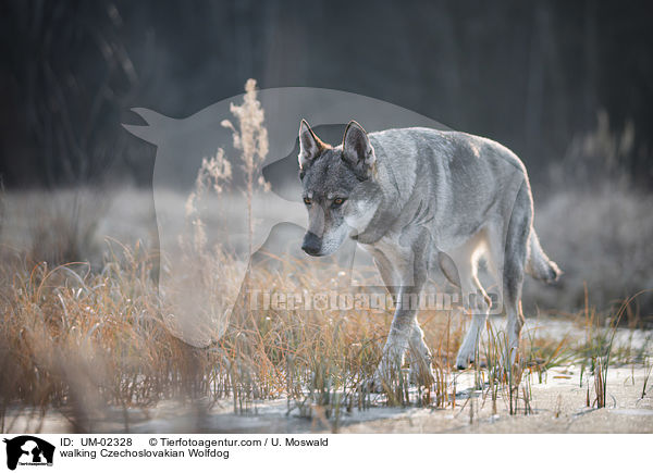 laufender Tschechoslowakischer Wolfhund / walking Czechoslovakian Wolfdog / UM-02328