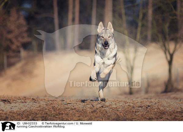 running Czechoslovakian Wolfdog / UM-02333