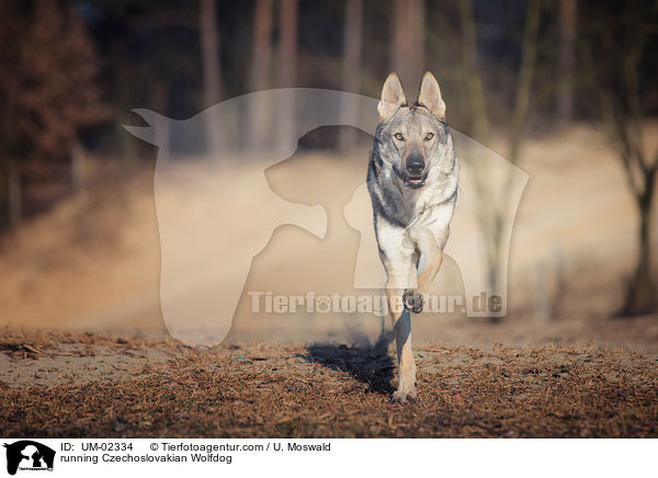 rennender Tschechoslowakischer Wolfhund / running Czechoslovakian Wolfdog / UM-02334