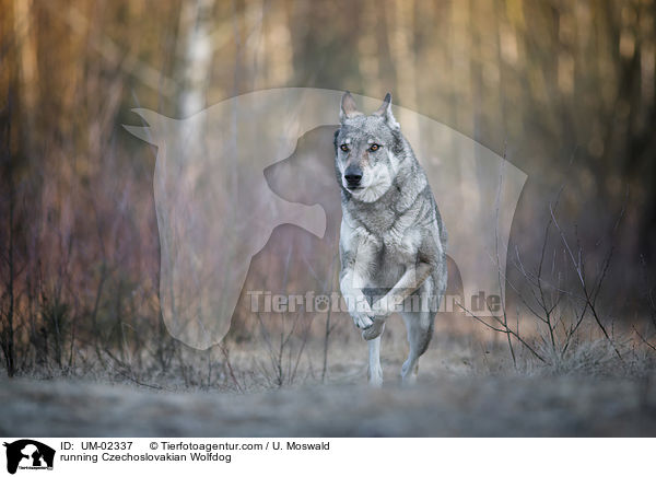 rennender Tschechoslowakischer Wolfhund / running Czechoslovakian Wolfdog / UM-02337