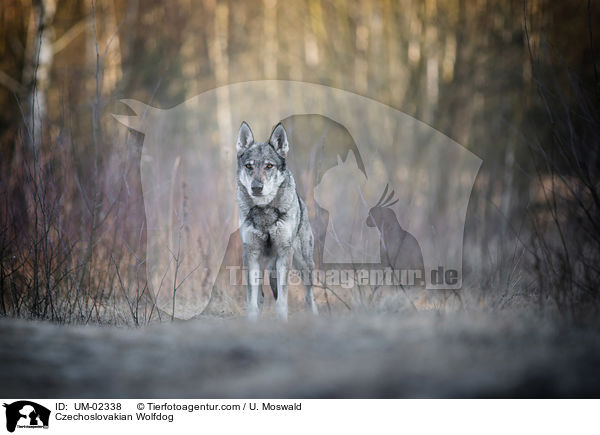 Tschechoslowakischer Wolfhund / Czechoslovakian Wolfdog / UM-02338