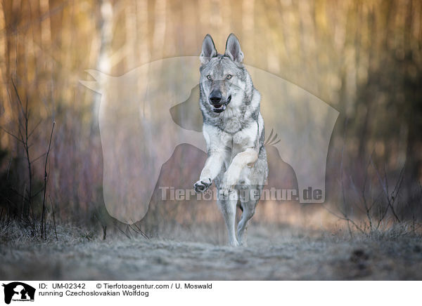 rennender Tschechoslowakischer Wolfhund / running Czechoslovakian Wolfdog / UM-02342