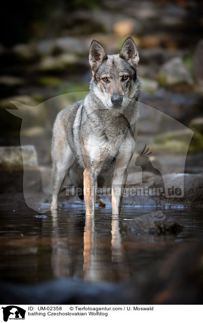 badender Tschechoslowakischer Wolfhund / bathing Czechoslovakian Wolfdog / UM-02358