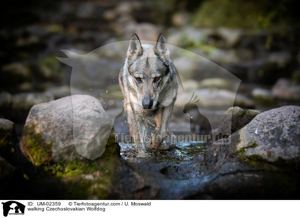 laufender Tschechoslowakischer Wolfhund / walking Czechoslovakian Wolfdog / UM-02359