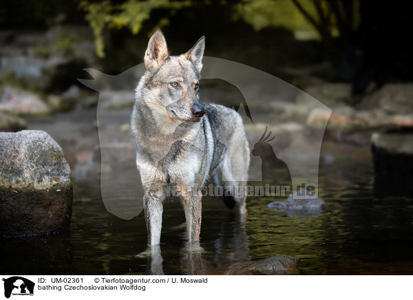 bathing Czechoslovakian Wolfdog / UM-02361