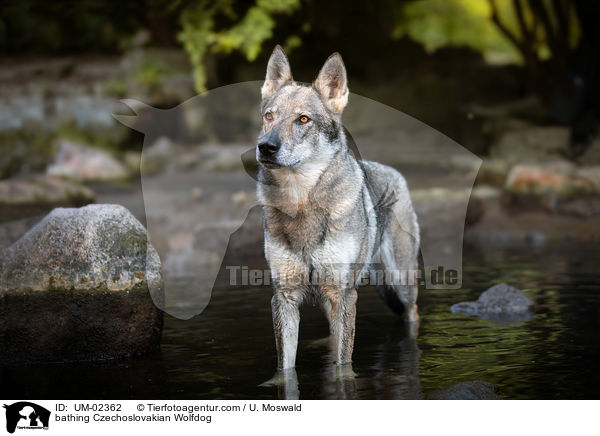 bathing Czechoslovakian Wolfdog / UM-02362