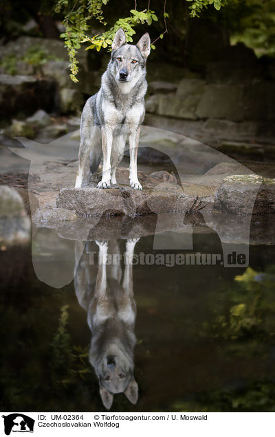 Tschechoslowakischer Wolfhund / Czechoslovakian Wolfdog / UM-02364