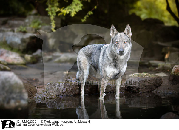 badender Tschechoslowakischer Wolfhund / bathing Czechoslovakian Wolfdog / UM-02366