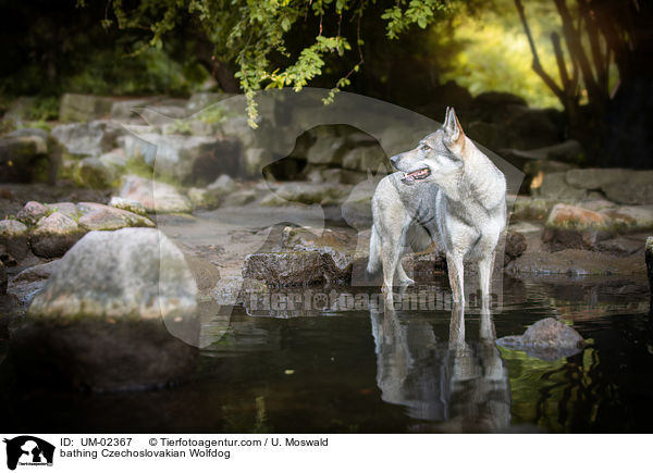 badender Tschechoslowakischer Wolfhund / bathing Czechoslovakian Wolfdog / UM-02367