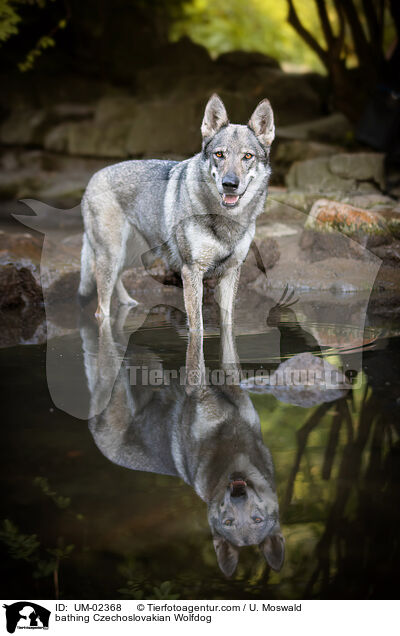 badender Tschechoslowakischer Wolfhund / bathing Czechoslovakian Wolfdog / UM-02368
