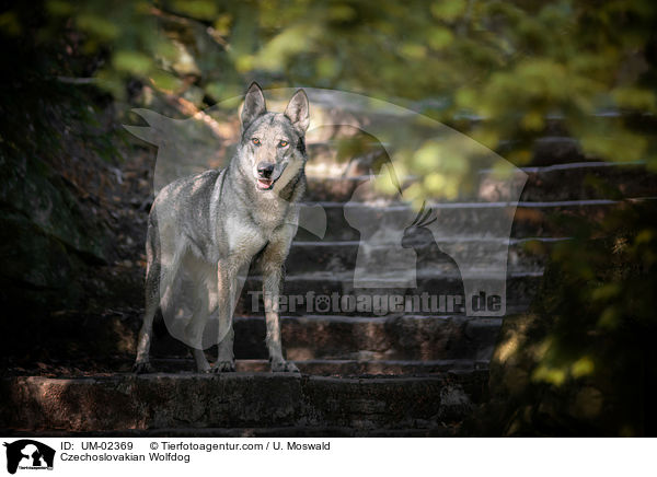 Tschechoslowakischer Wolfhund / Czechoslovakian Wolfdog / UM-02369