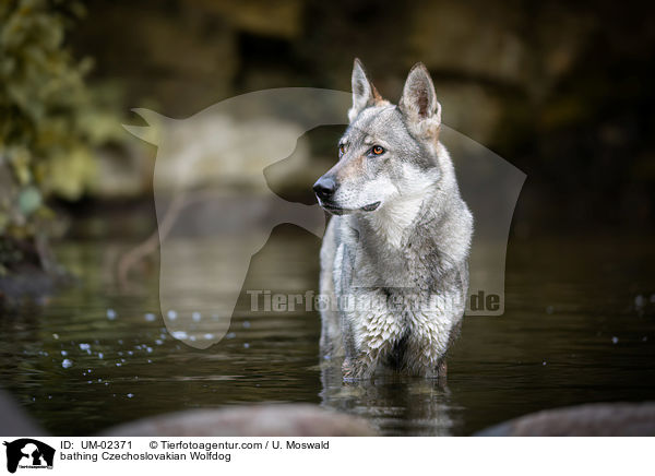 badender Tschechoslowakischer Wolfhund / bathing Czechoslovakian Wolfdog / UM-02371