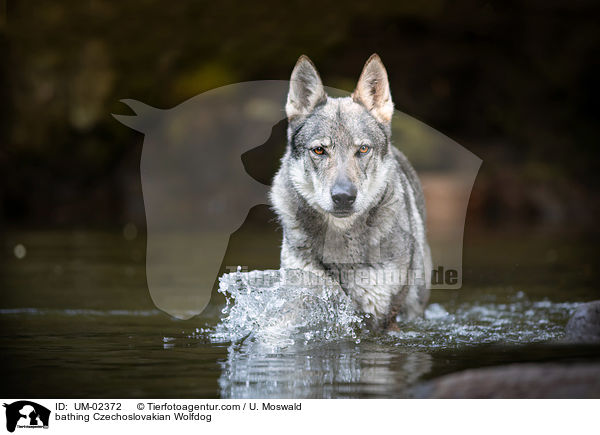 badender Tschechoslowakischer Wolfhund / bathing Czechoslovakian Wolfdog / UM-02372