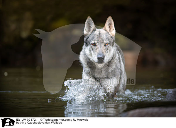 bathing Czechoslovakian Wolfdog / UM-02372