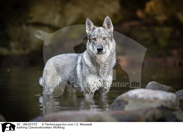 badender Tschechoslowakischer Wolfhund / bathing Czechoslovakian Wolfdog / UM-02375