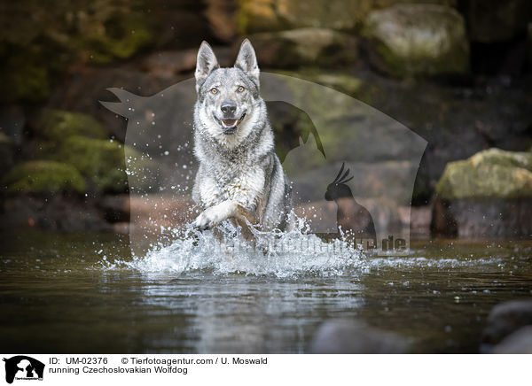 rennender Tschechoslowakischer Wolfhund / running Czechoslovakian Wolfdog / UM-02376