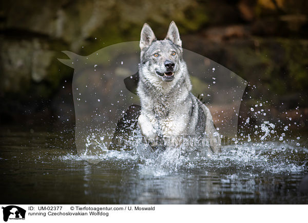 rennender Tschechoslowakischer Wolfhund / running Czechoslovakian Wolfdog / UM-02377