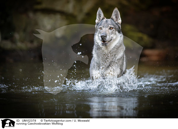 rennender Tschechoslowakischer Wolfhund / running Czechoslovakian Wolfdog / UM-02378