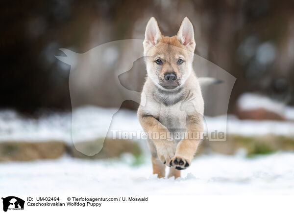 Tschechoslowakischer Wolfhund Welpe / Czechoslovakian Wolfdog Puppy / UM-02494