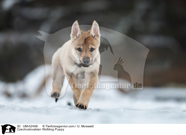 Czechoslovakian Wolfdog Puppy / UM-02498
