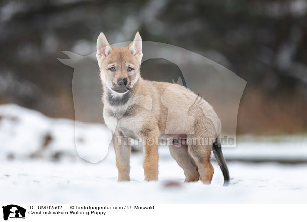 Tschechoslowakischer Wolfhund Welpe / Czechoslovakian Wolfdog Puppy / UM-02502