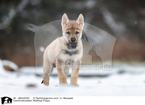 Tschechoslowakischer Wolfhund Welpe / Czechoslovakian Wolfdog Puppy / UM-02503