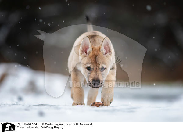 Tschechoslowakischer Wolfhund Welpe / Czechoslovakian Wolfdog Puppy / UM-02504
