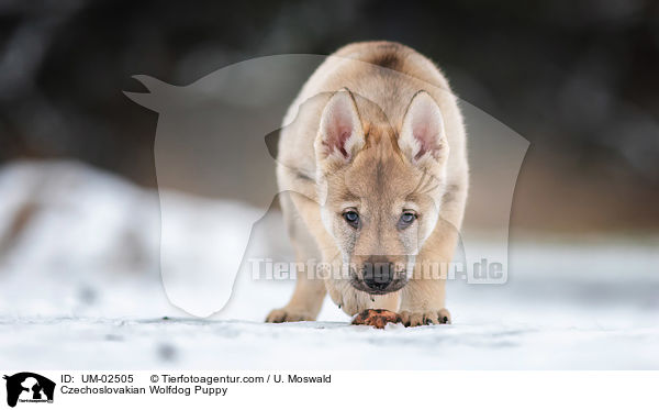 Tschechoslowakischer Wolfhund Welpe / Czechoslovakian Wolfdog Puppy / UM-02505