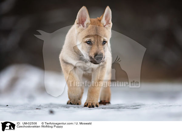 Czechoslovakian Wolfdog Puppy / UM-02506